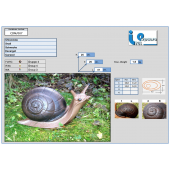 Cible 3D escargot-  Ital espanso